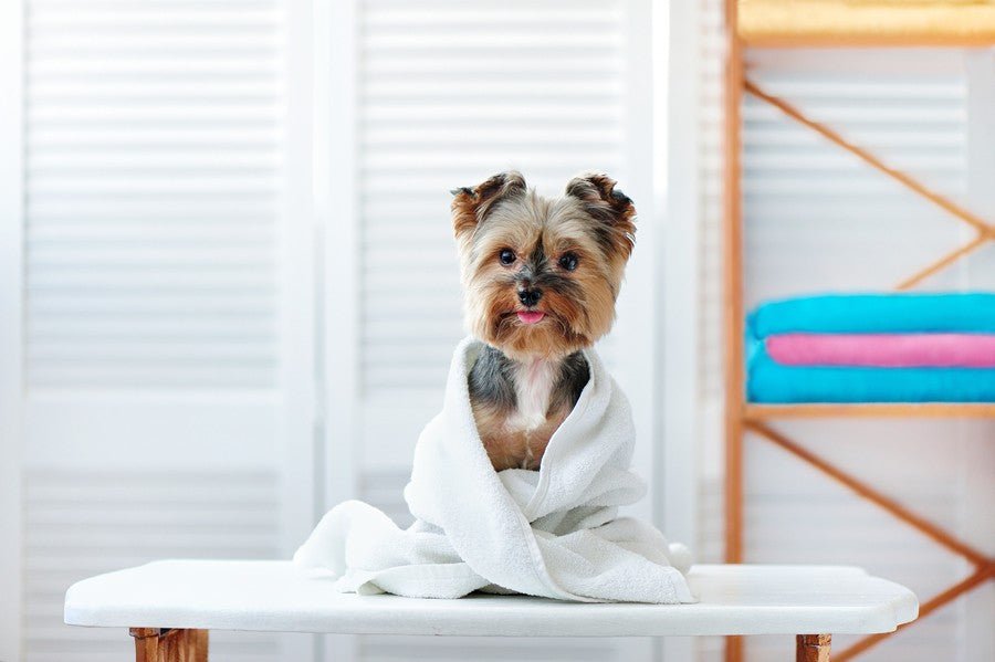 Champú para perros para lavado en seco, tu aliado frente al frío - Disane pet care