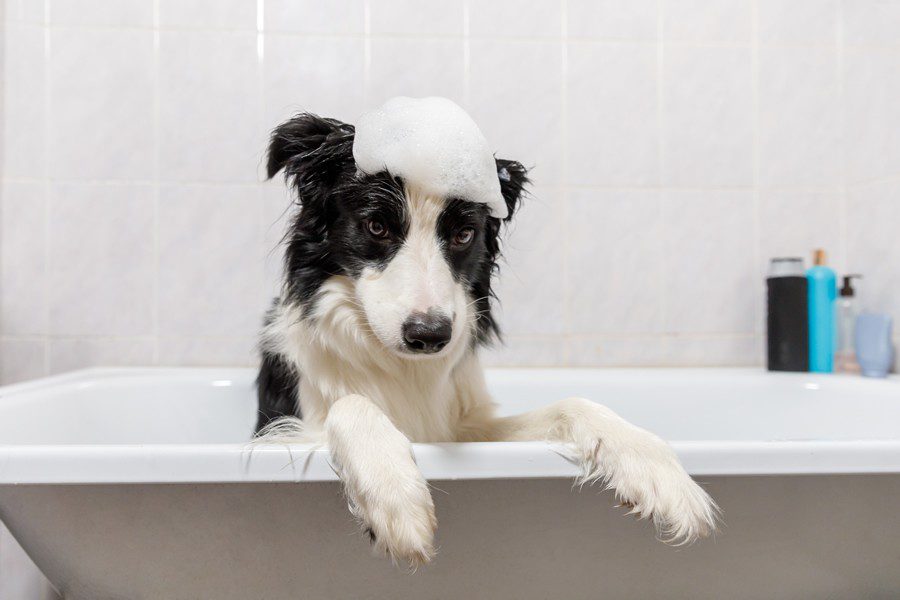 Champú para perros, ¿sabes cuál es el más adecuado para tu mascota? - Disane pet care