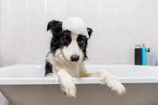 Champú para perros, ¿sabes cuál es el más adecuado para tu mascota? - Disane pet care