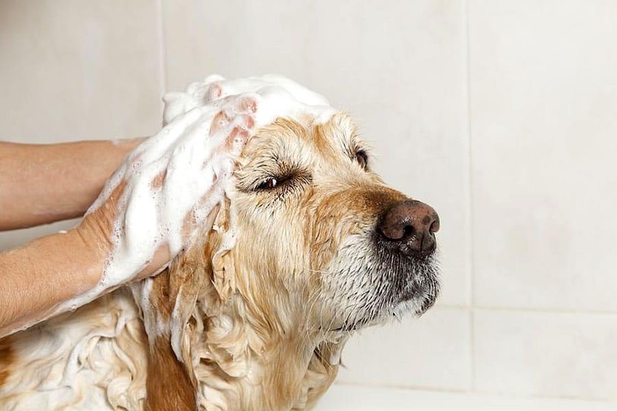 Champú para perros, natural y con aloe vera
