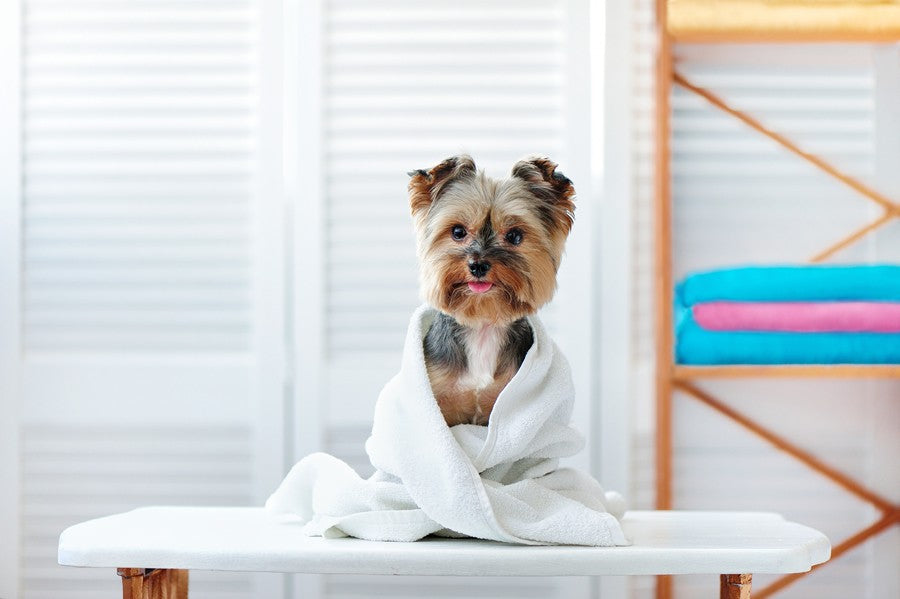 champu para perros lavado en seco