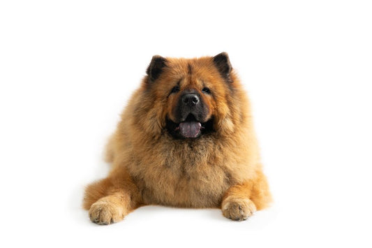 Chow chow, una de las razas de perros más antiguas - Disane pet care