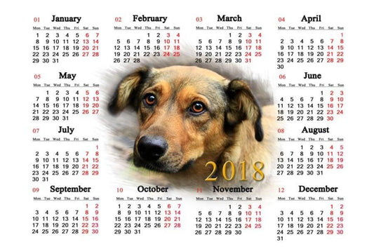 Cinco buenos propósitos para tu mascota en 2018 - Disane pet care