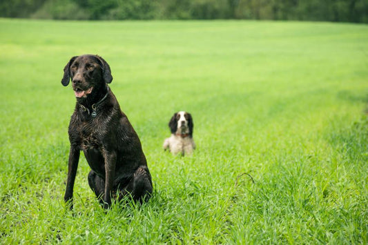 Cinco consejos para prevenir la leishmaniosis - Disane pet care