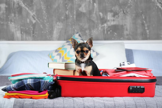 Cinco cosas que no pueden faltar en la maleta de tu perro - Disane pet care