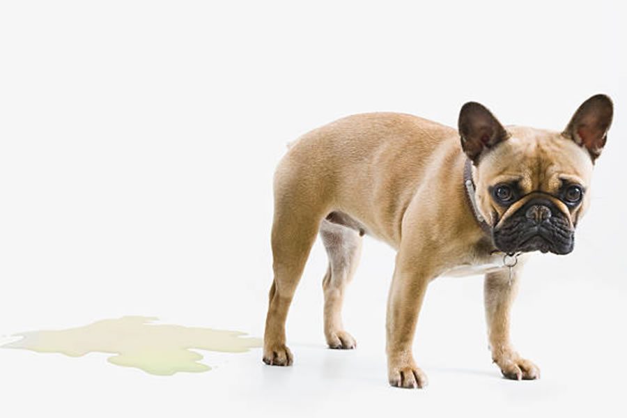 Cistitis en perros, común en verano. Síntomas y tratamiento - Disane pet care