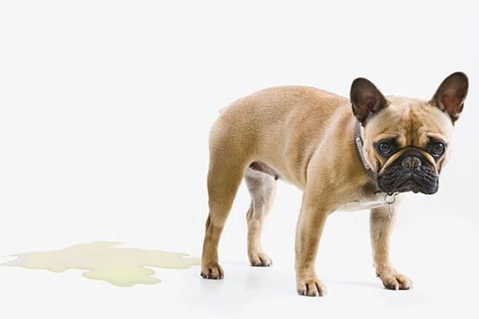 Cistitis en perros, común en verano. Síntomas y tratamiento - Disane pet care
