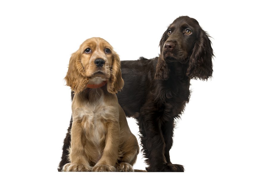 Cocker Spaniel Ingles