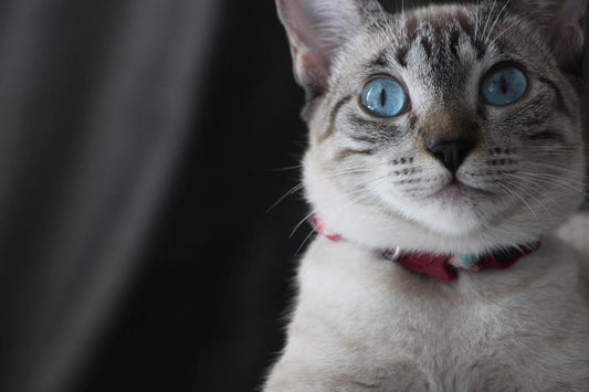collar para gatos