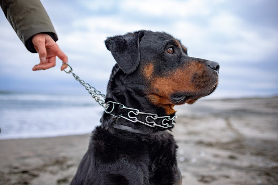 collares de perros prohibidos