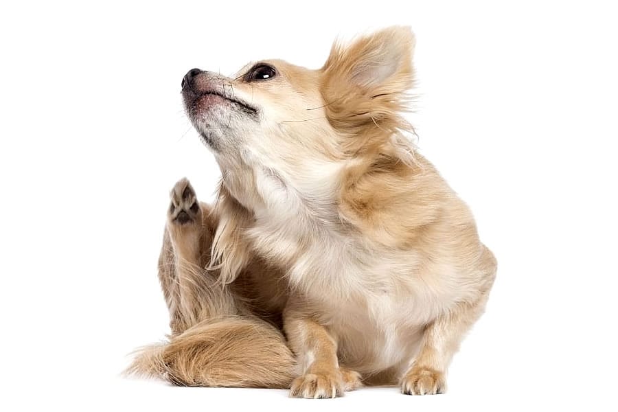Combate las pulgas de forma natural - Disane pet care