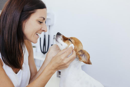 Cómo acabar con las pulgas en tres pasos - Disane pet care