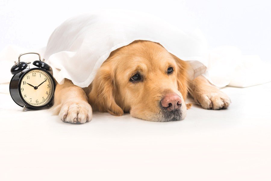 ¿Cómo afecta el cambio de hora a los perros? - Disane pet care