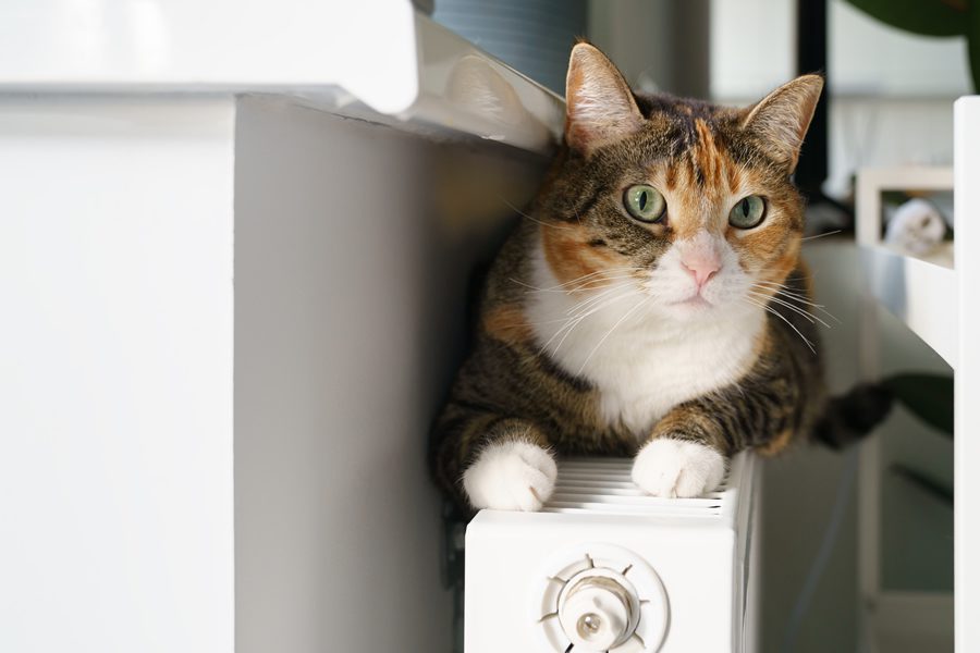 Cómo afecta la calefacción a tu mascota