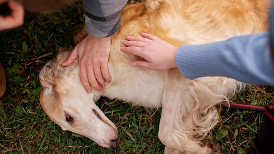 Cómo calmar el picor en perros rápidamente (causas y soluciones reales) - Disane pet care