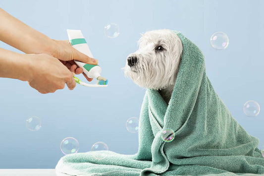 Cómo eliminar el sarro en los perros - Disane pet care