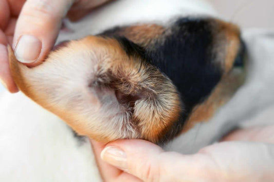 Cómo limpiar los oídos de mi perro - Disane pet care