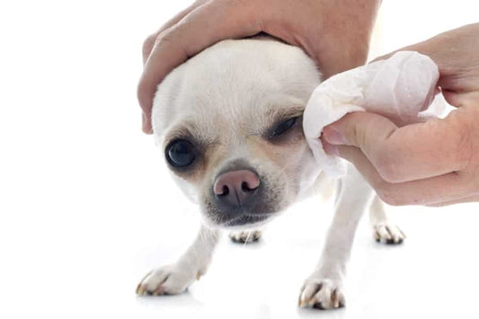 Cómo limpiar los ojos de mi perro - Disane pet care