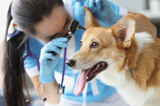 Cómo prevenir las infecciones de oído de tu perro - Disane pet care