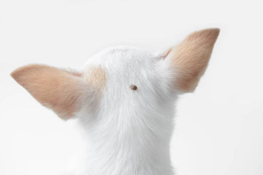 Cómo prevenir y eliminar las garrapatas - Disane pet care