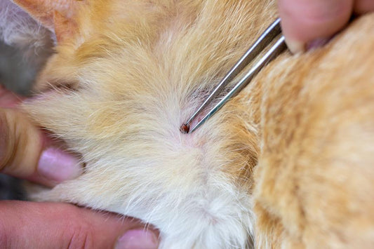 Cómo quitar las garrapatas a tu mascota - Disane pet care