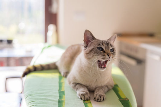 Cómo saber si tu gato está estresado - Disane pet care