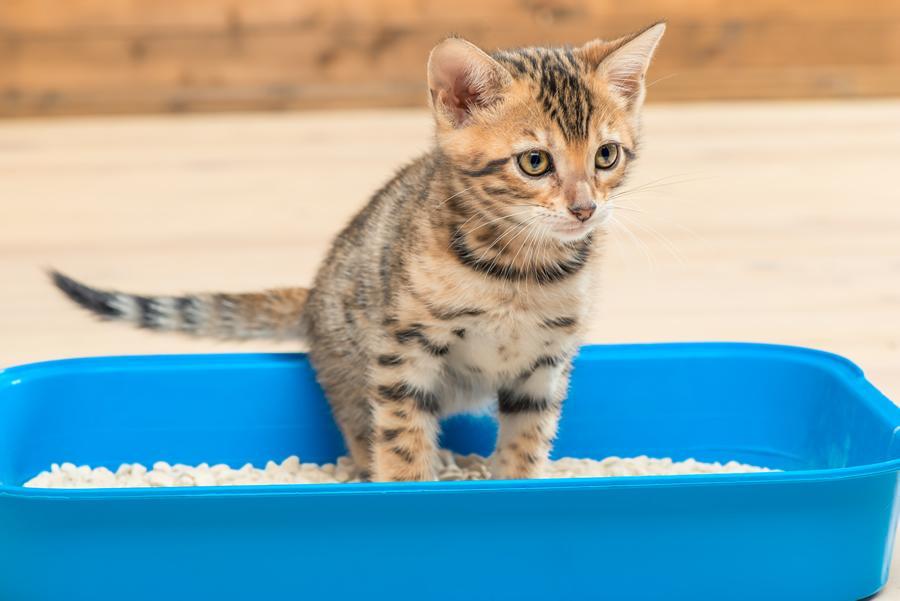 Cómo limpiar el arenero de tu gato