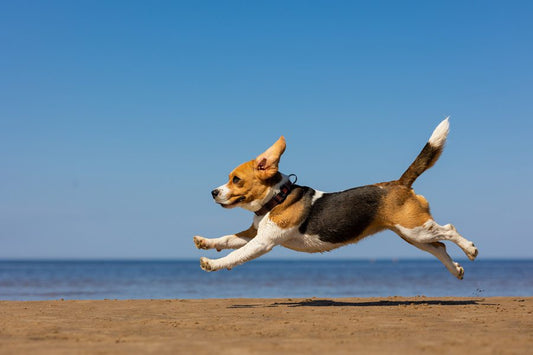 Condroprotector para perros, ¿qué es y cómo funciona? - Disane pet care