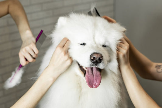 Consejos frente a la muda de pelo en otoño - Disane pet care