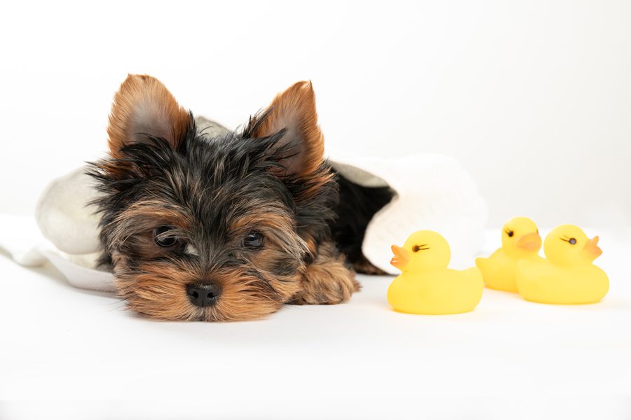 Consejos para bañar a tu perro o a tu gato gato en invierno - Disane pet care