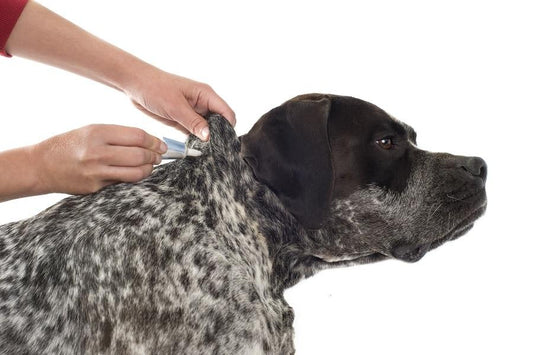 Consejos para combatir las garrapatas en verano - Disane pet care
