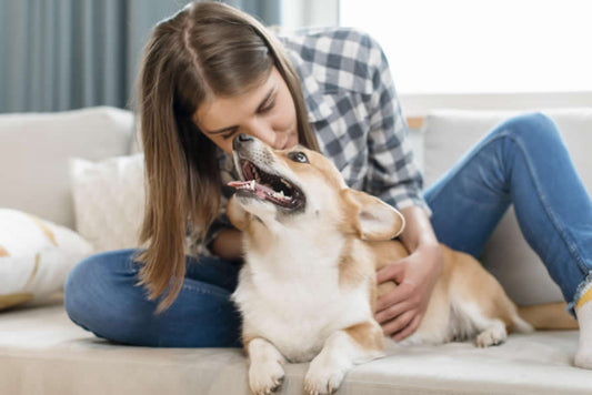 Consejos para cuidar la salud bucodental de tu perro - Disane pet care