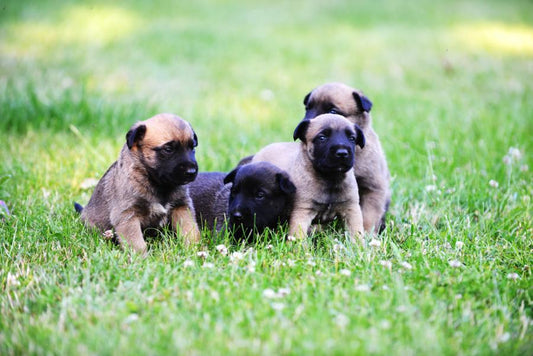 Consejos para desparasitar a tu cachorro - Disane pet care