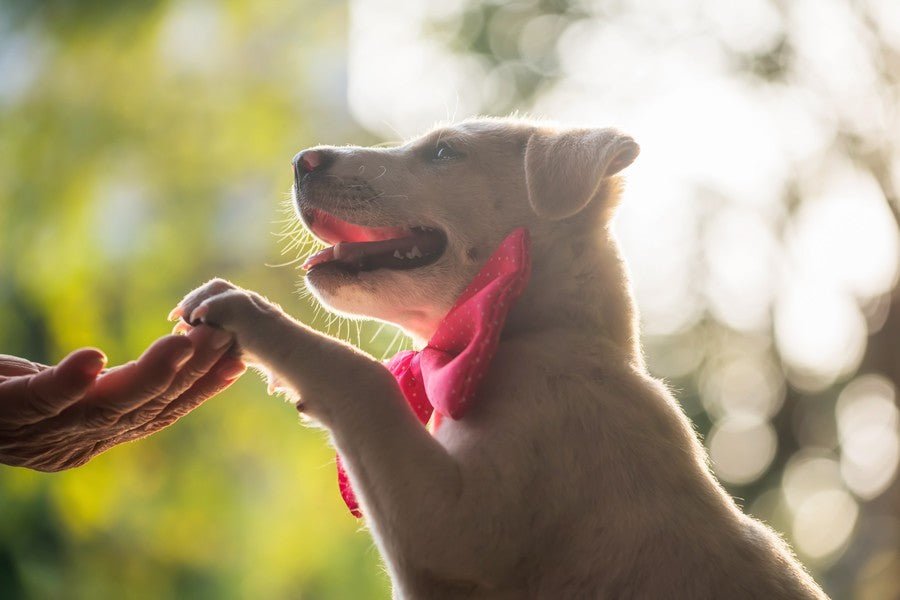 Consejos para educar a un cachorro - Disane pet care