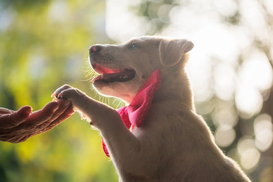 Consejos para educar a un cachorro - Disane pet care