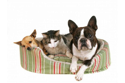 Consejos para limpiar la cama de tu perro - Disane pet care