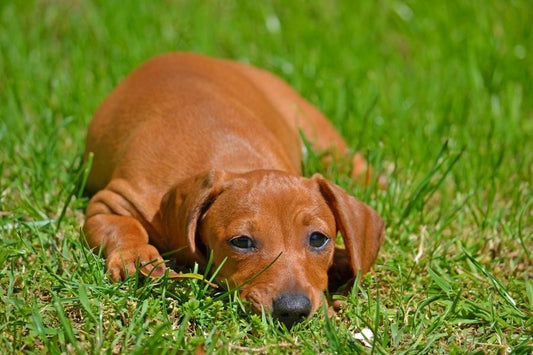 Consejos para prevenir la leishmaniosis canina - Disane pet care