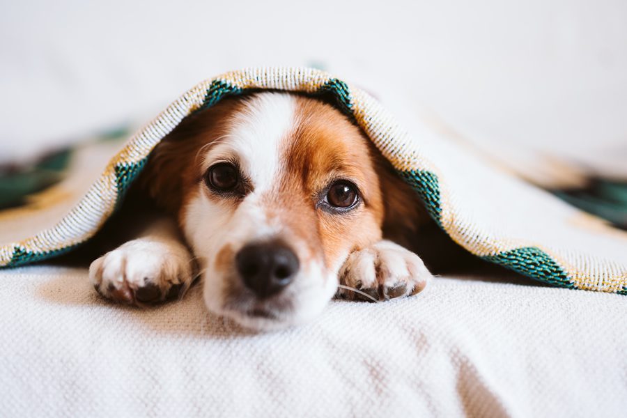 Consejos para proteger a tu perro del frío - Disane pet care