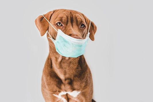 Coronavirus en perros ¿cómo les afecta la enfermedad y cómo prevenirla? - Disane pet care