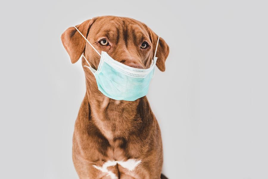 coronavirus en perros