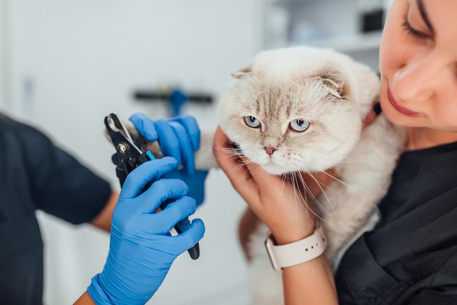 cortar las uñas a tu gato