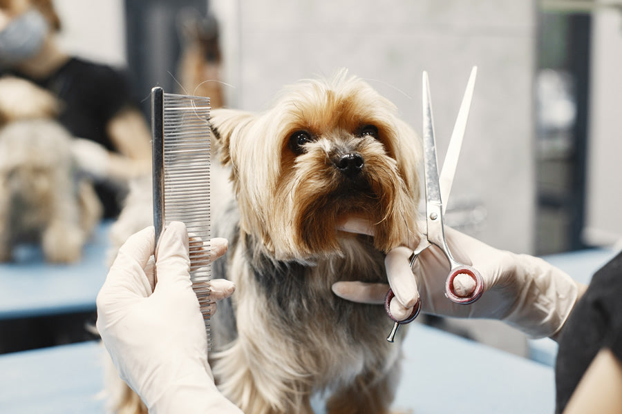 corte de pelo mascota