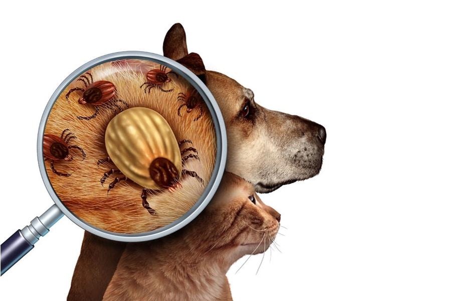 Cuidado con las garrapatas en verano - Disane pet care
