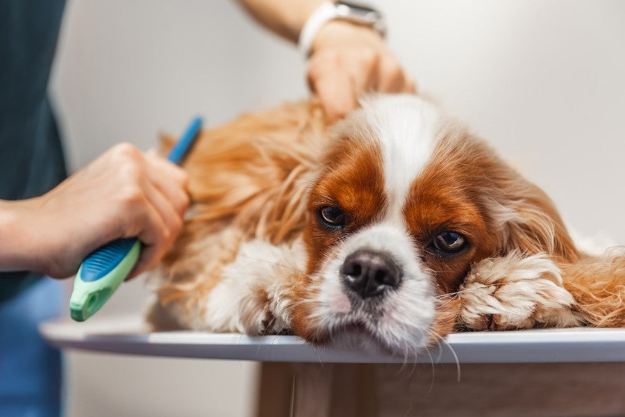 cuidado pelaje de tu perro