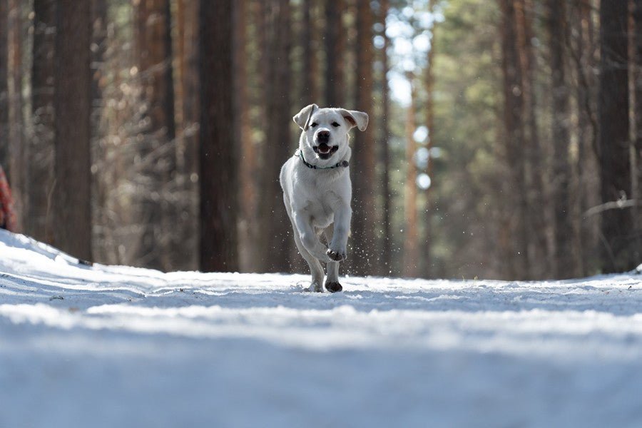 Cuidados de tu perro en invierno - Disane pet care