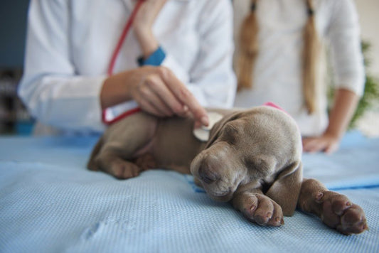 Cuidados de un cachorro tras su llegada a la familia - Disane pet care