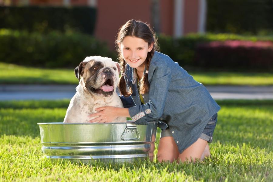 Cuidados para tu mascota en verano - Disane pet care
