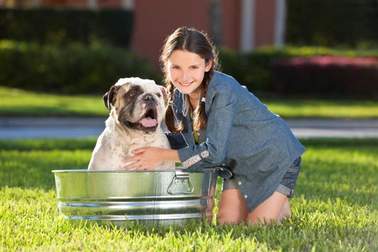 Cuidados para tu mascota en verano - Disane pet care