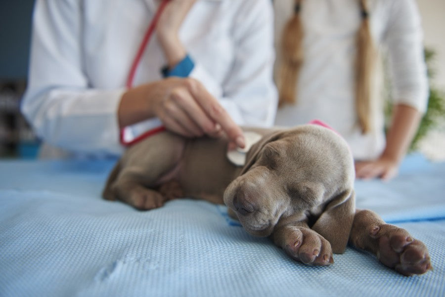 cuidados de un cachorro