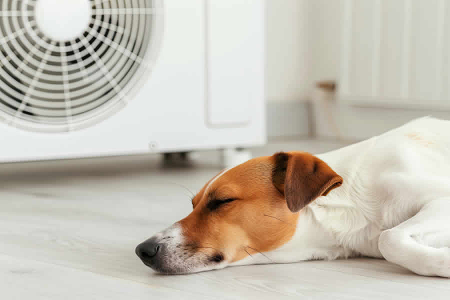 cuidar a tu perro con calor